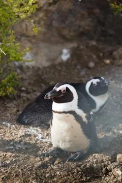 Penguin Stock Photos