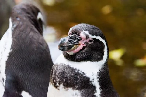 Penguin Stock Photos