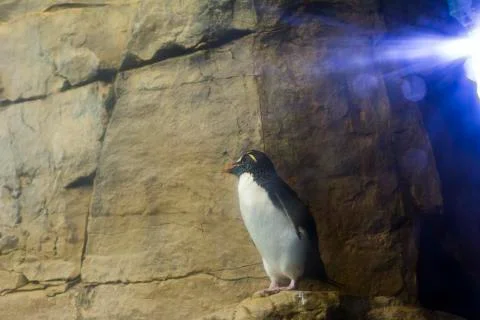 Penguin Stock Photos