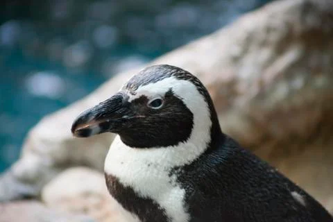 Penguin Stock Photos