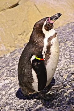 Penguin Stock Photos