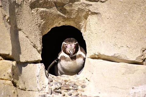 Penguin Stock Photos