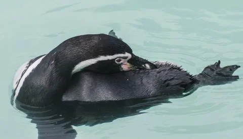 Penguin Foto stock