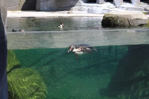 Penguin Stock Photos