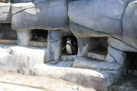 Penguin Stock Photos