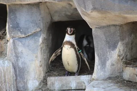 Penguin Stock Photos
