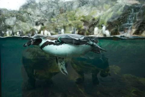 Penguin Foto stock