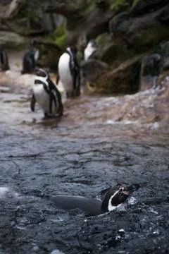 Penguin Foto stock
