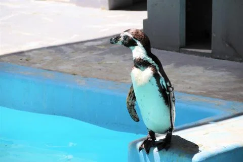 Penguin Stock Photos