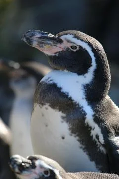Penguin Stock Photos
