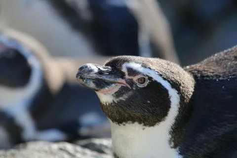 Penguin Stock Photos