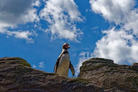 Penguin Stock Photos
