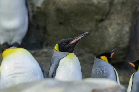 Penguin Stock Photos