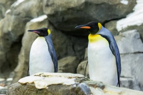 Penguin Photos