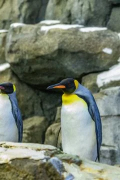 Penguin Stock Photos