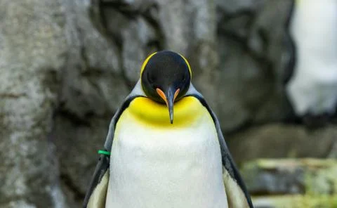 Penguin Stock Photos