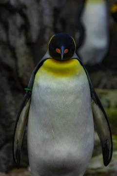 Penguin Stock Photos