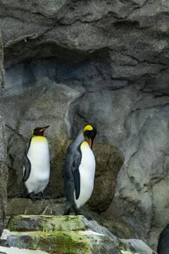 Penguin Photos