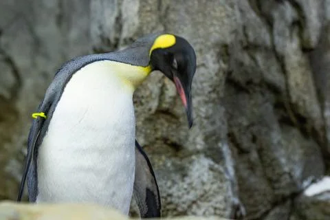 Penguin Stock Photos