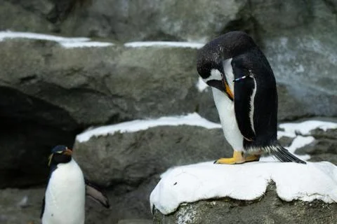Penguin Stock Photos