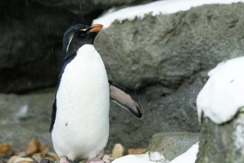 Penguin Stock Photos