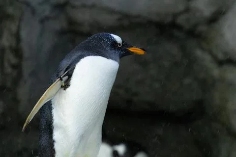 Penguin Stock Photos