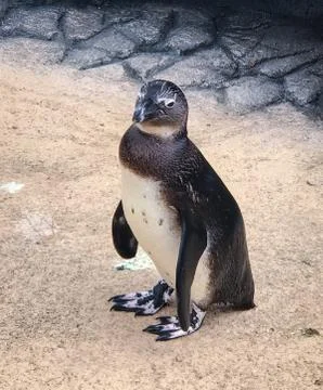 Penguin Stock Photos
