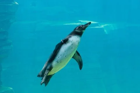 Penguin Stock Photos