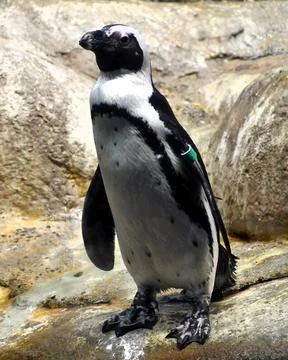 Penguin Fotos de archivo