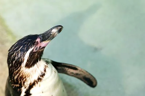 Penguin 写真素材