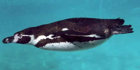 Penguin Stock Photos