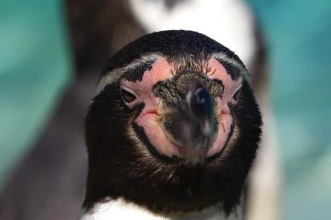 Penguin Stock Photos