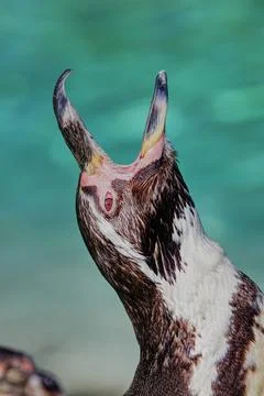 Penguin Stock Photos