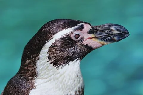 Penguin Stock Photos
