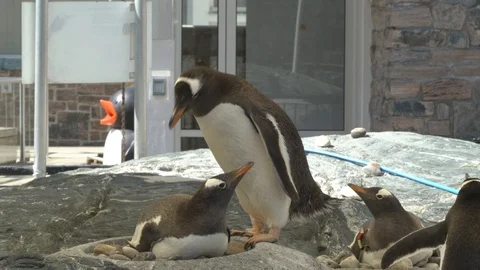 Penguin picking rock Vídeos de archivo 99508387