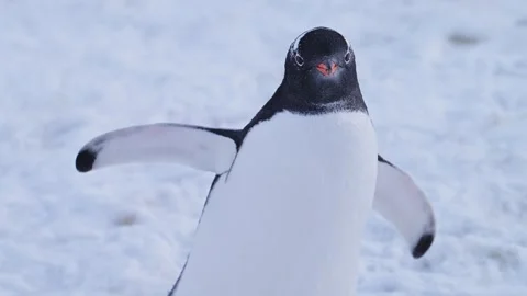 Penguin Portrait Close Up Walking on Snow in Antarctica, Gentoo Penguins on Stock Footage 298213232