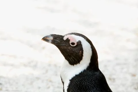 Penguin portrait on the left side Stock Photos