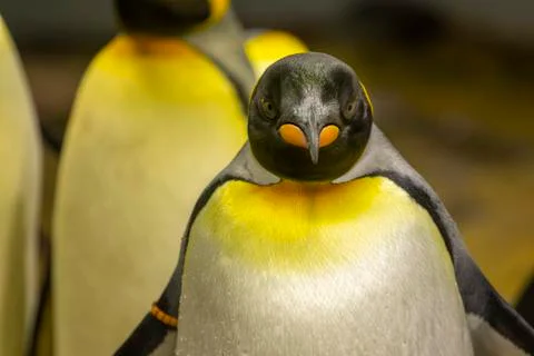 Penguin portrait looking into the camera Stock-Fotos