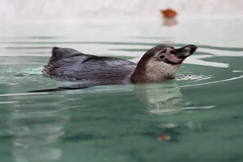 Penguin portrait Stock Photos