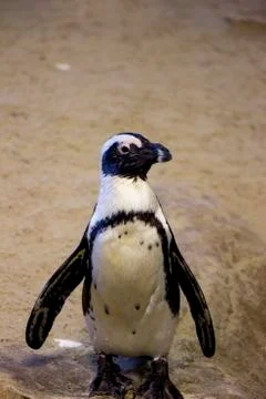 Penguin portrait Stock Photos