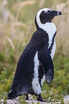 Penguin Portrait Stock Photos