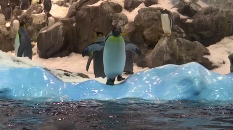 Penguin is preparing to jump in water at Loro Parque Zoo, Spain Video stock 61814924