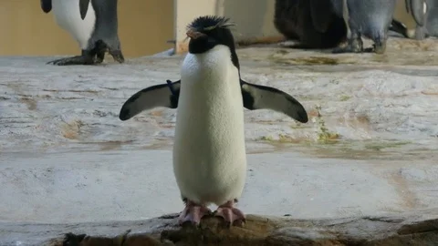 Penguin with raised wings Stock Footage 94129202