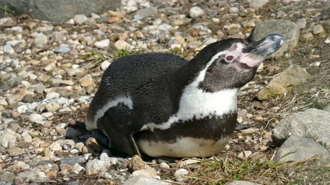 Penguin resting among the rocks on the beach Video stock 117296053