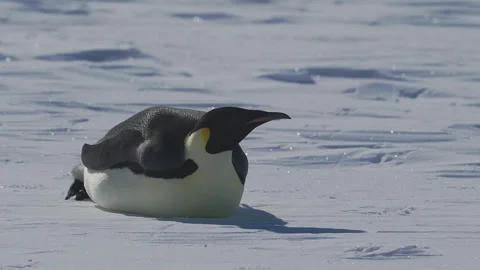 Penguin rests in the snow during a cold Antarctic winter Stock Footage 288254523