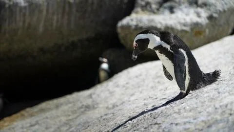 Penguin Rock Stock Photos