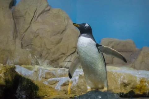 Penguin on the rock Foto stock