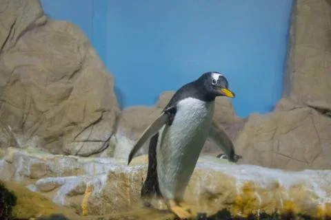Penguin on the rock Stock Photos