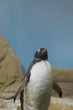 Penguin on the rock Stock Photos