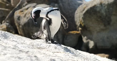 Penguin on rock scratching tail and looking up. Wildlife stock footage. Stock Footage 301551700